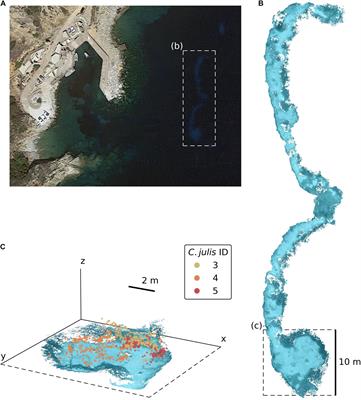 Environmental Reconstruction and Tracking as Methods to Explore Social Interactions in Marine Environments: A Test Case With the Mediterranean Rainbow Wrasse Coris julis